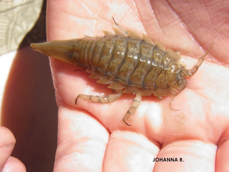 Морской таракан Saduria entomon