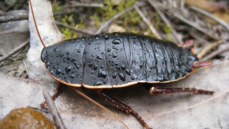 Polyzosteria limbata