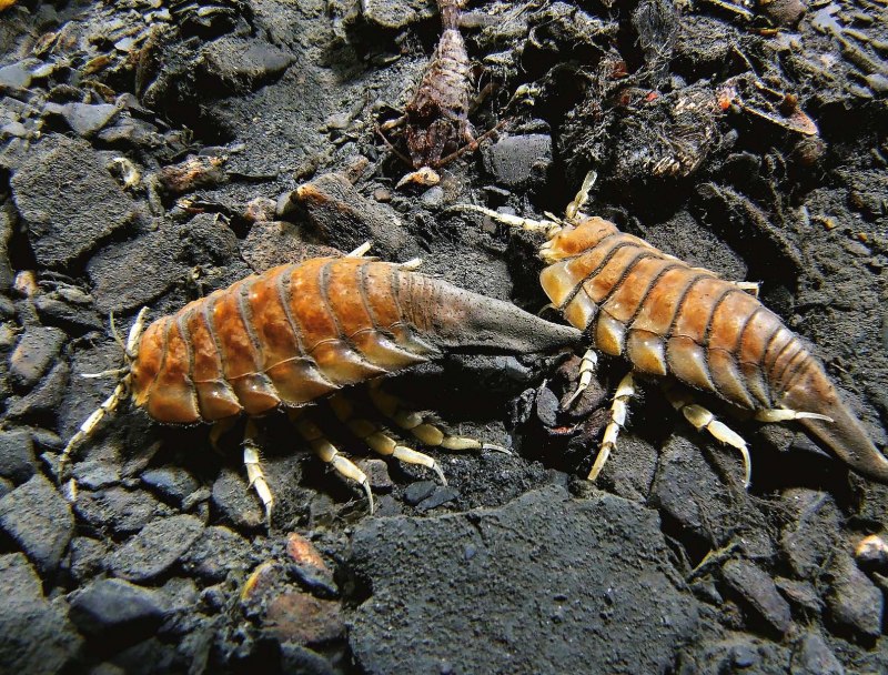 Морской таракан финский залив