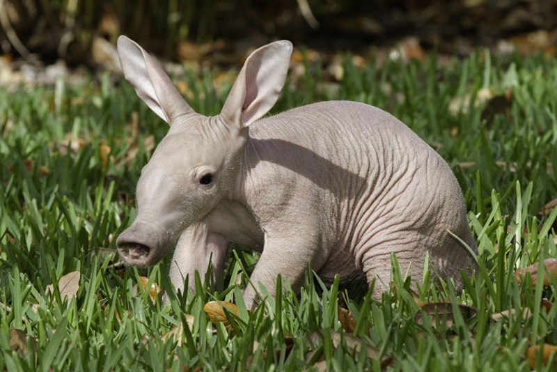 Трубкозуб Orycteropus afer