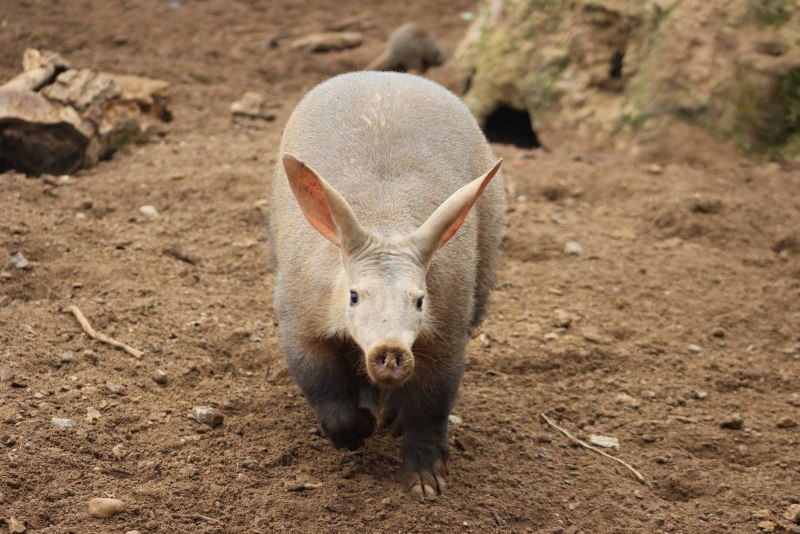 Африканский трубкозуб Orycteropus afer