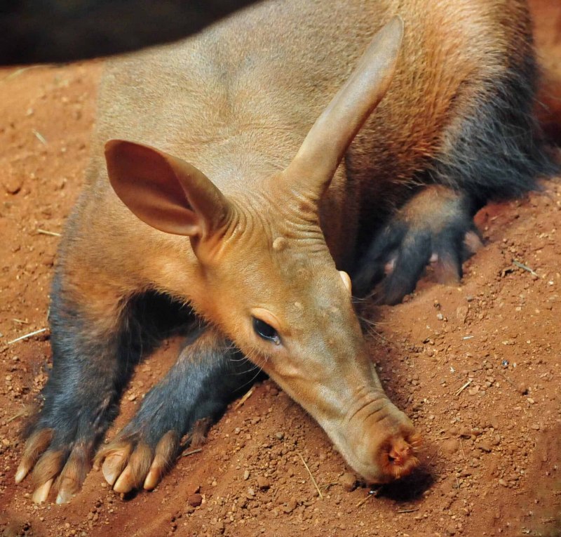 Африканский трубкозуб Orycteropus afer