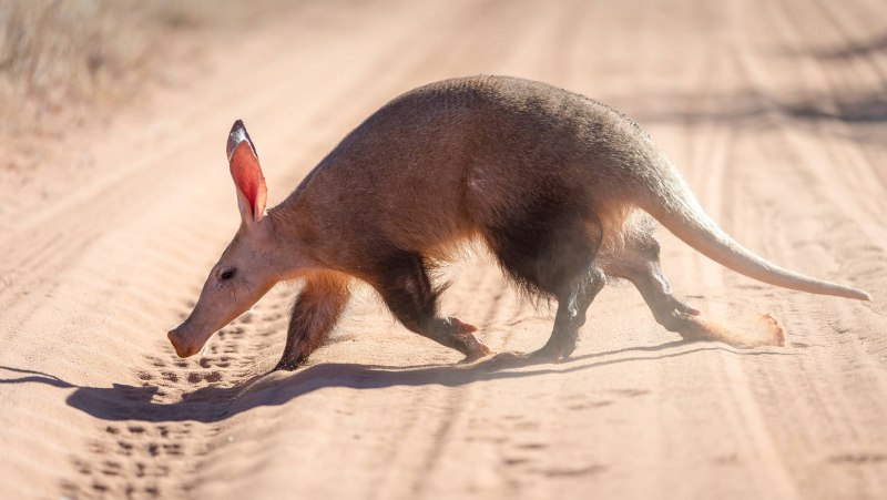 Трубкозуб Orycteropus afer