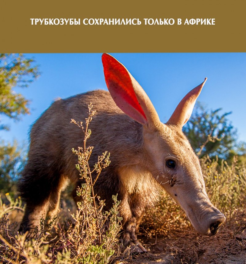 Трубкозуб (Земляной поросёнок)