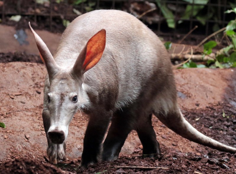 Африканский трубкозуб Orycteropus afer