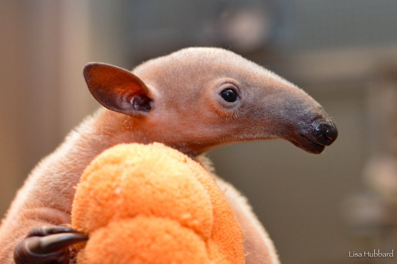 Африканский трубкозуб Orycteropus afer
