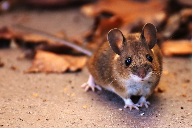 Мышь грызун (62 фото)