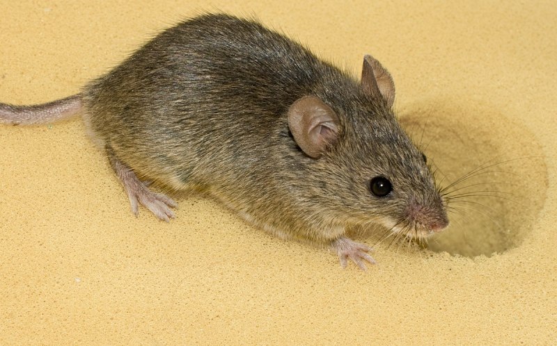 Мышь mus musculus