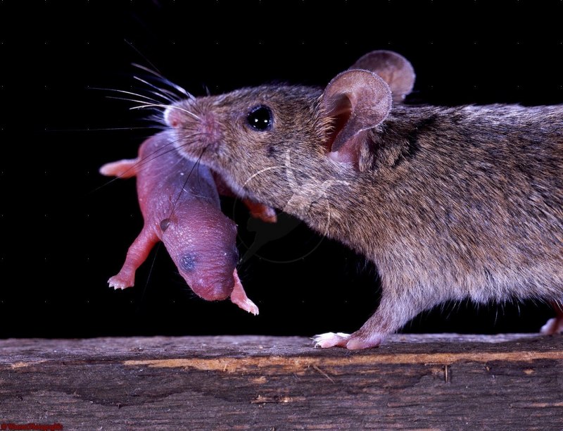 Мышь mus musculus