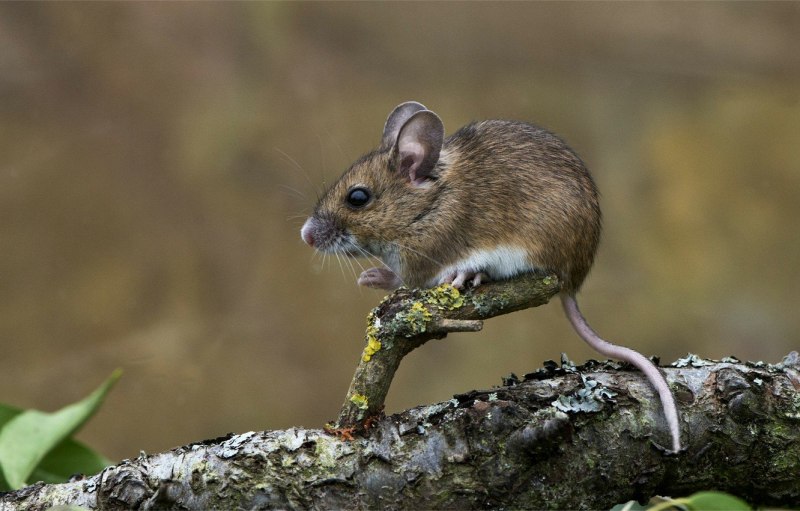Apodemus sylvaticus