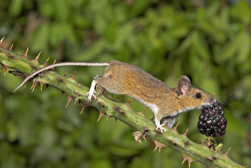 Apodemus uralensis