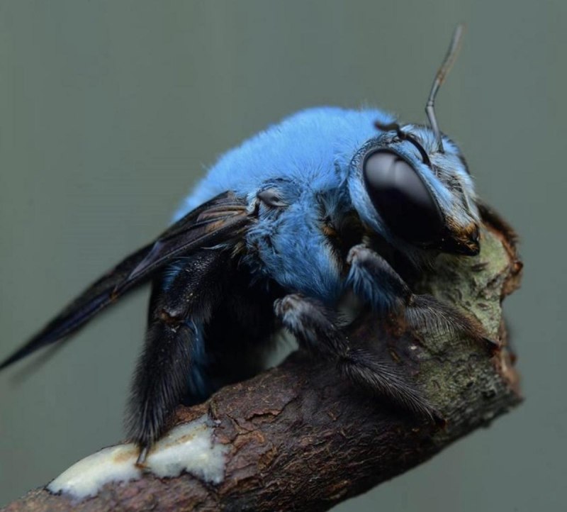 Xylocopa caerulea - пчела