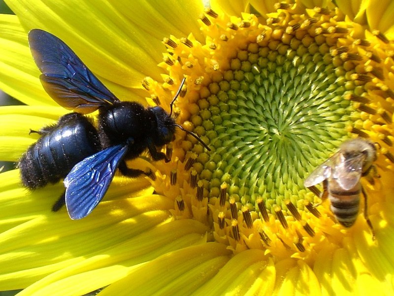 Шмель-плотник фиолетовый( Xylocopa violacea )