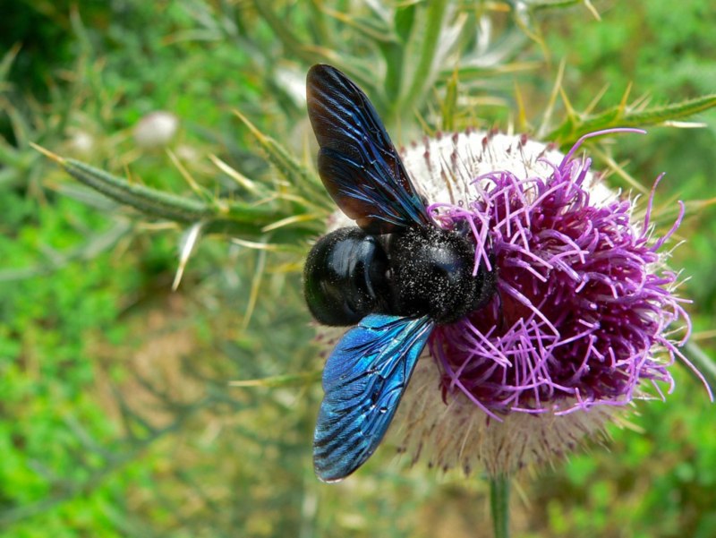 Пчела-плотник Xylocopa Valga Gerstaecker, 1872