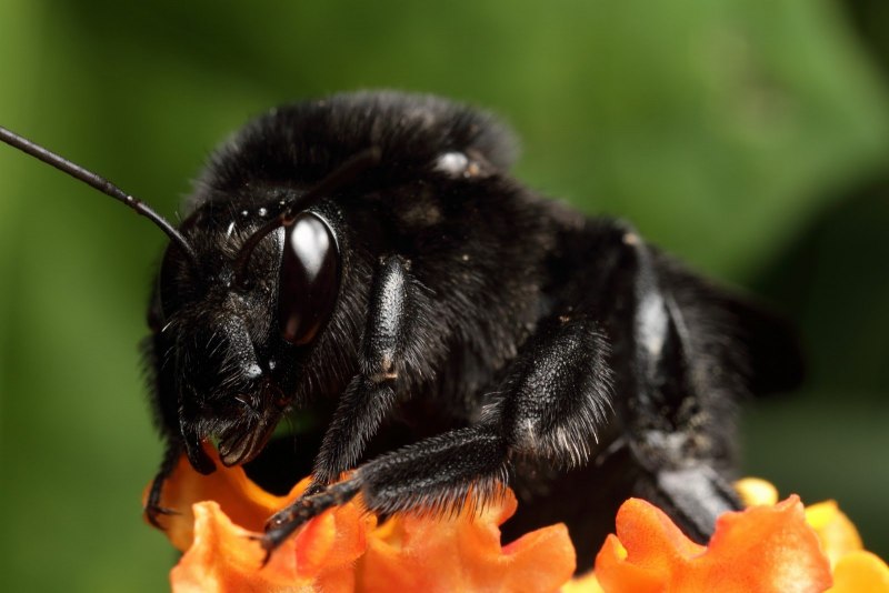 Пчела-плотник фиолетовая Xylocopa violacea l.