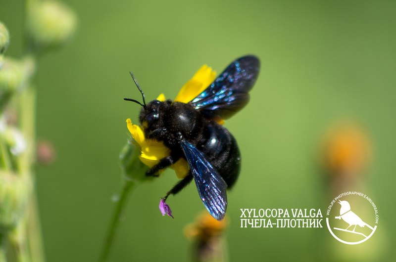 Carpenter Bee