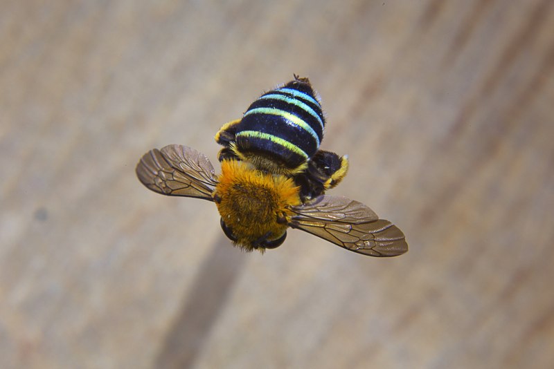 Xylocopa caerulea - пчела