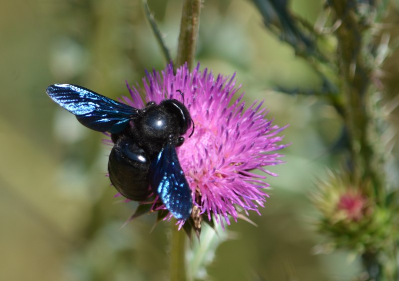 Bombus lapidarius