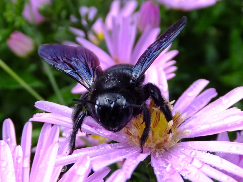 Blue Carpenter Bee