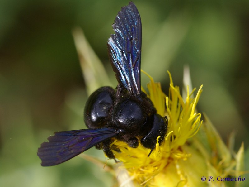 Пчела-плотник Xylocopa Valga