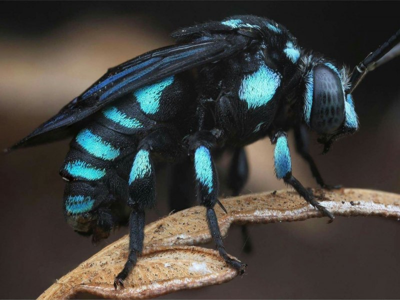 Шмель плотник Xylocopa фиолетовый