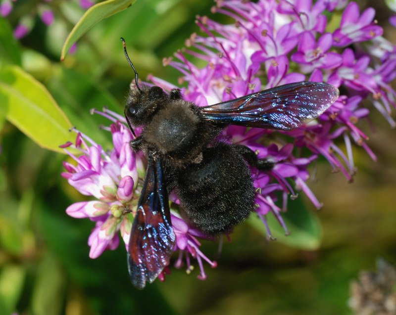 Пчела-плотник Xylocopa Valga Gerstaecker, 1872