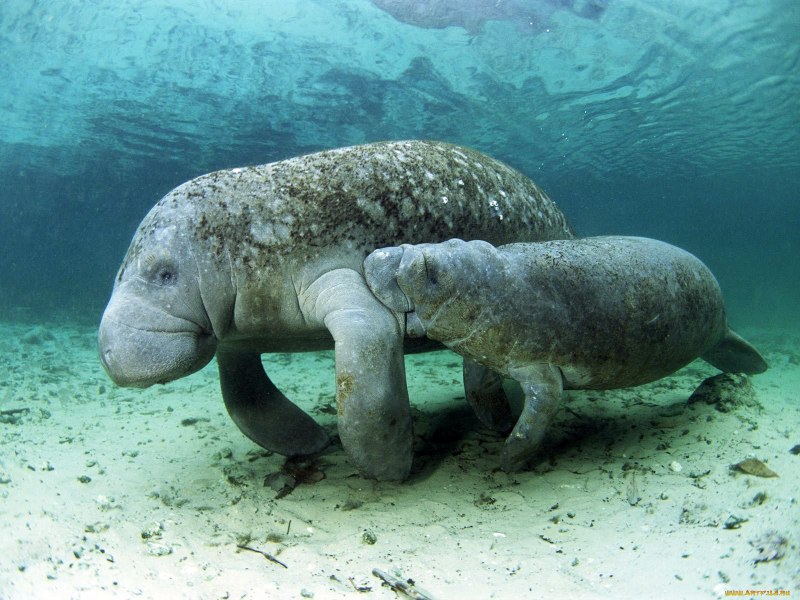 Дюгонь морская корова