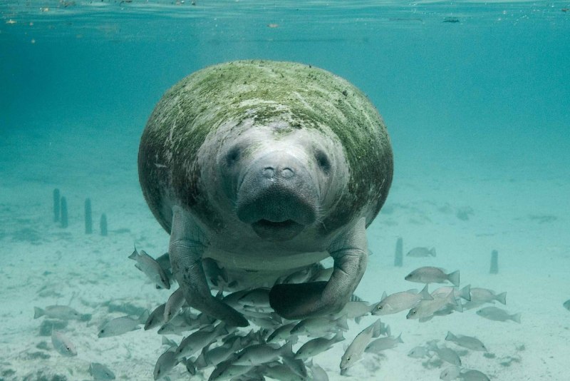 Дюгонь морская корова