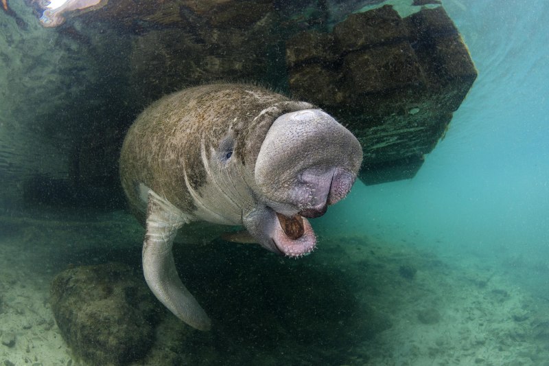Дюгонь морская корова