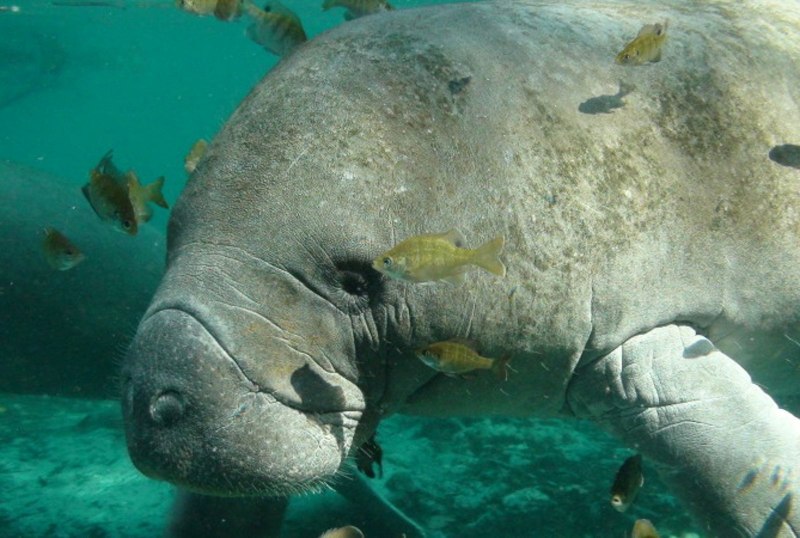 Американский Ламантин Trichechus manatus