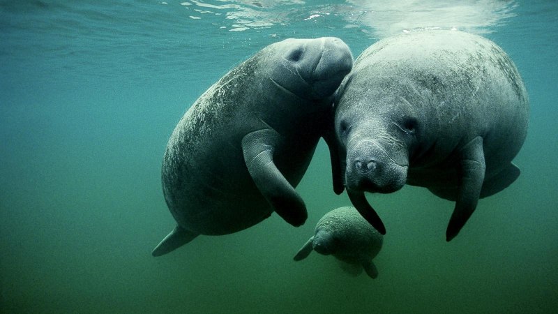 Дюгонь морская корова