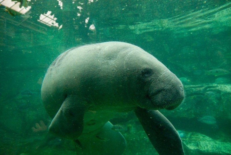 Американский Ламантин Trichechus manatus