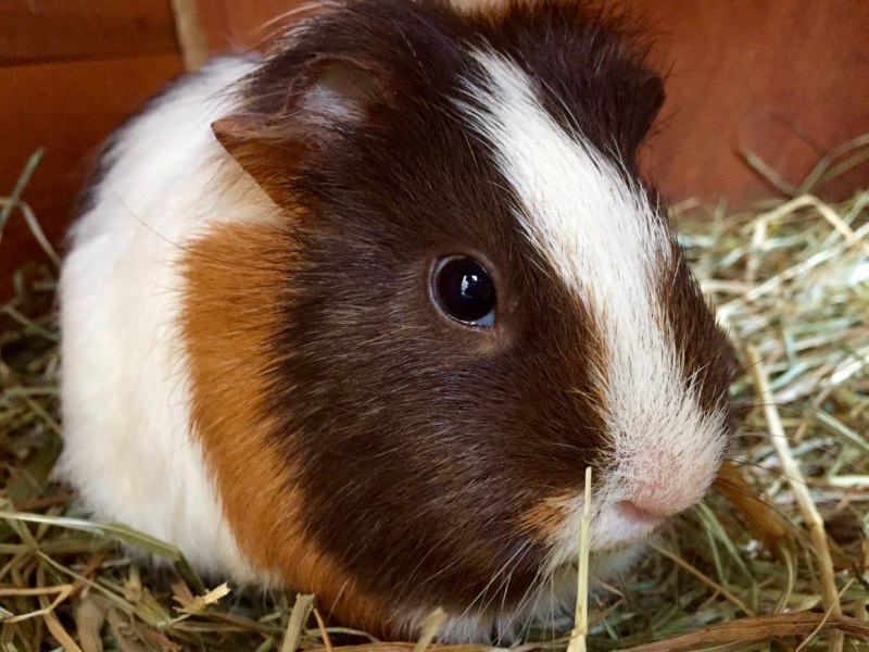 Cavia морская Свинка