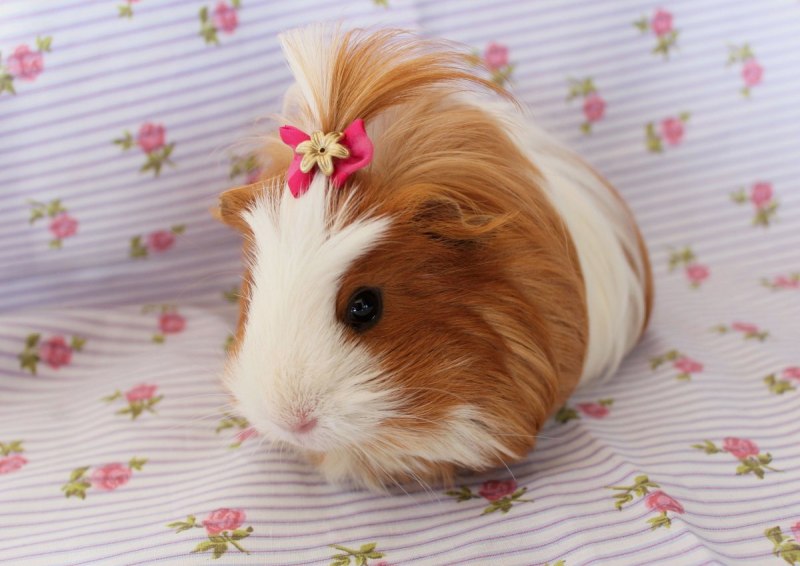 Cavia морская Свинка