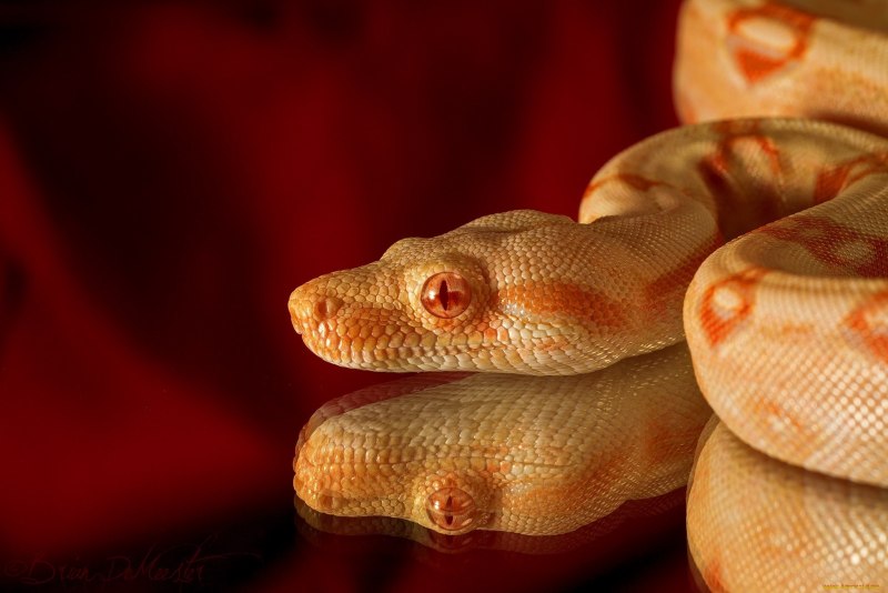 Epicrates cenchria
