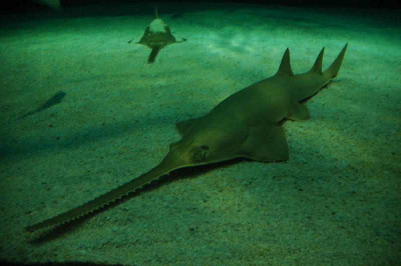 Shark saw пила