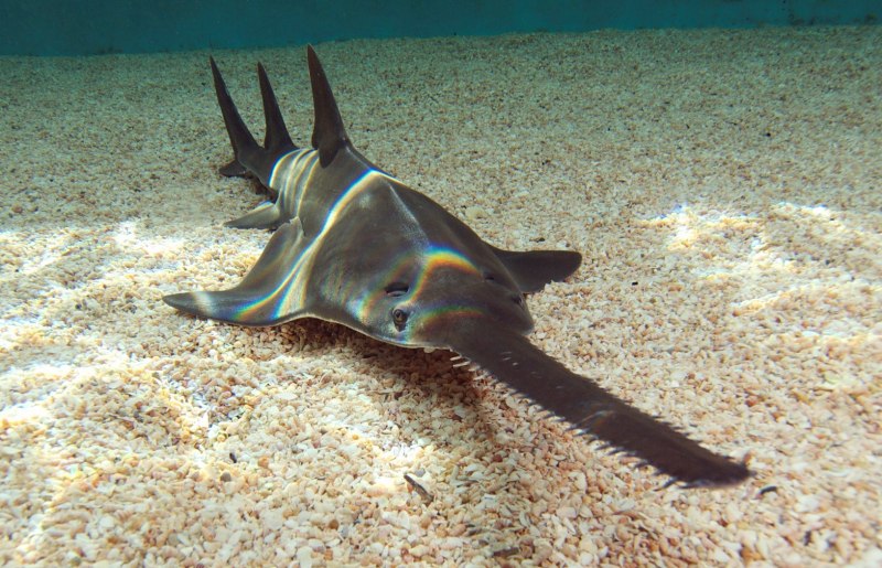 Рыба пила красное море