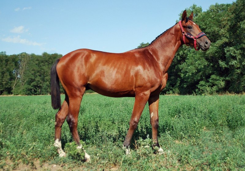 Warmblood лошадь
