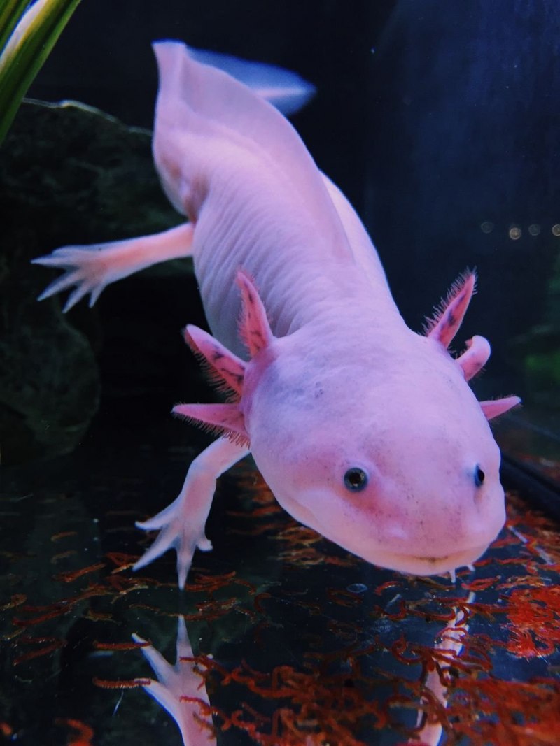 Тритон (Lissotriton vulgaris)
