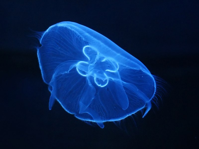 Ушастая Аурелия (Aurelia Aurita)