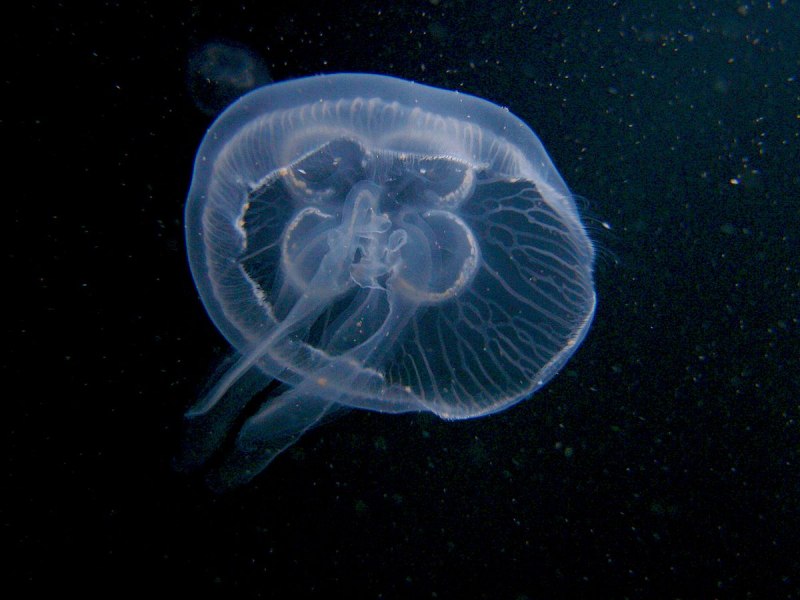 Медузы Аурелия и корнерот