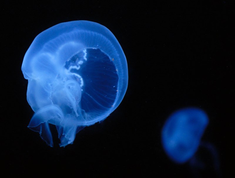 Aurelia Aurita медуза