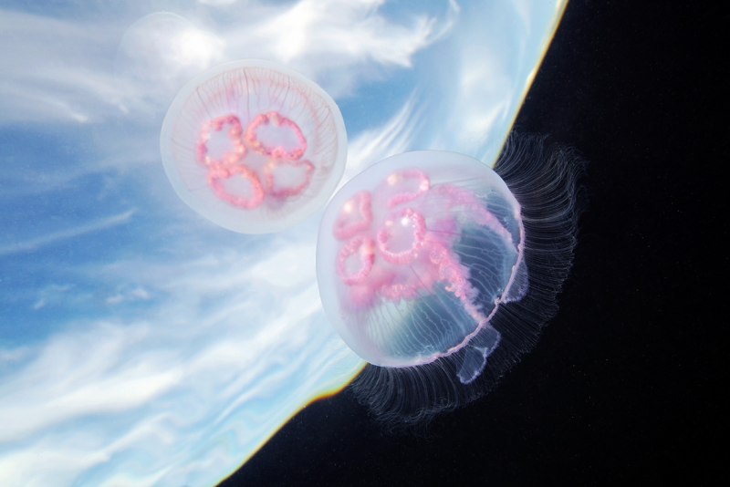 Scyphozoa (Сцифоидные)
