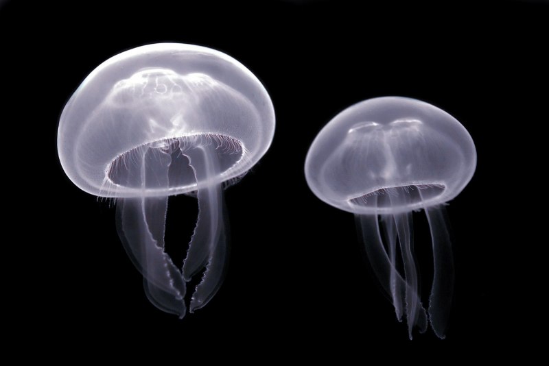 Медуза Aurelia Aurita личинка