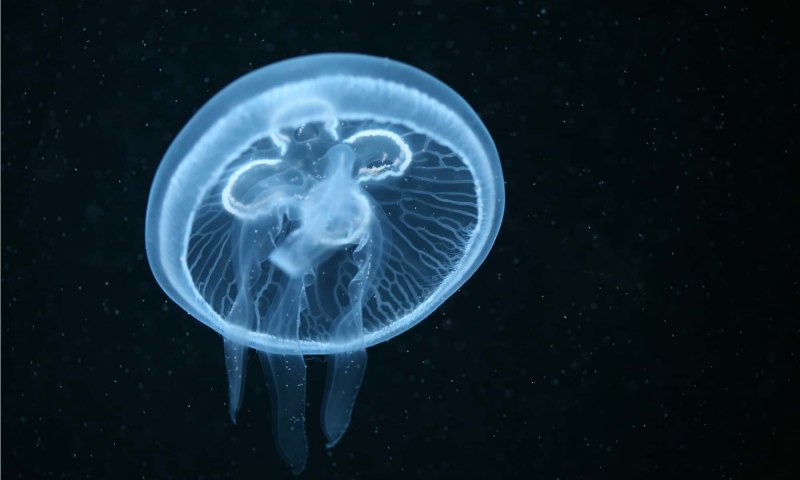 Aurelia Aurita медуза