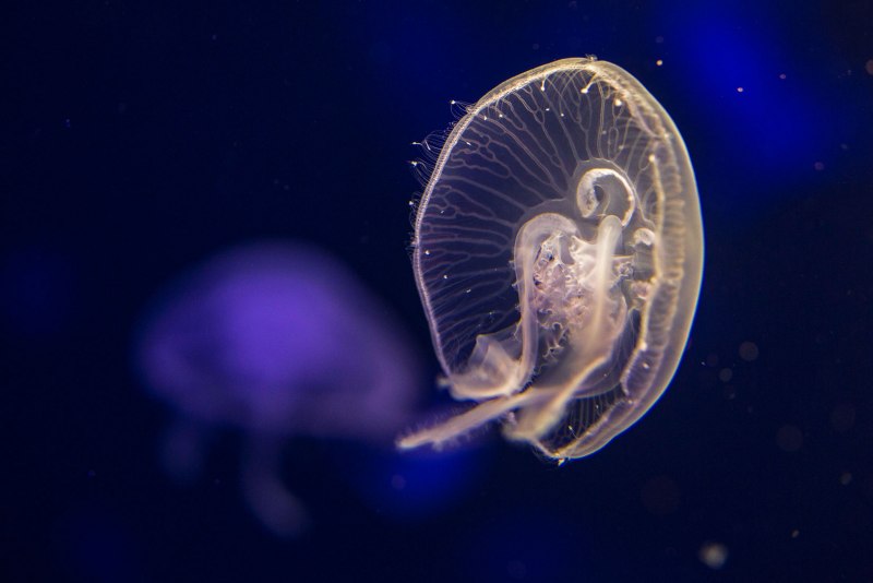 Сцифоидные медузы Aurelia Aurita