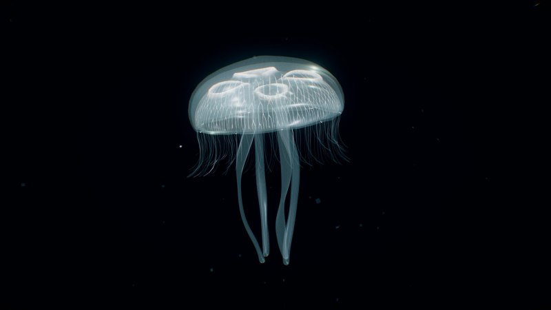 Аурелия Кишечнополостные