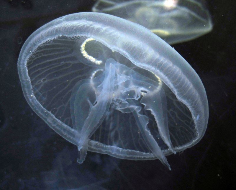 Ушастая Аурелия (Aurelia Aurita)