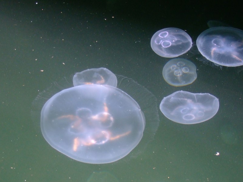 Aurelia Aurita сцифистома