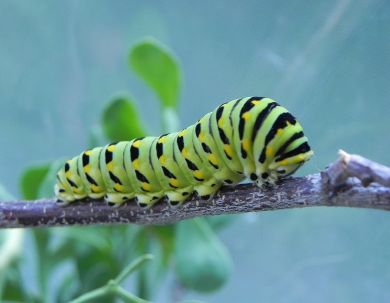 Black Caterpillar бабочка